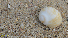 Polinices sagamiensis