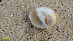 Polinices sagamiensis