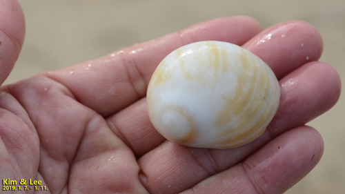 Polinices sagamiensis observed 2019-01-10