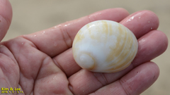 Polinices sagamiensis