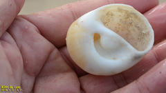 Polinices sagamiensis