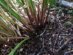 Chionochloa