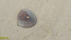 Cellana nigrolineata