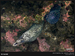 Gymnothorax favagineus