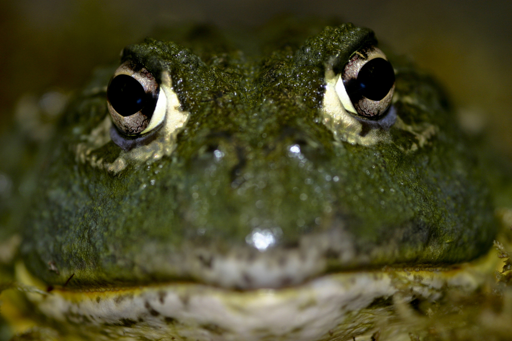 Pyxicephalus