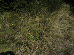 Chionochloa