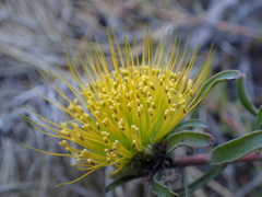 Leucospermum gracile