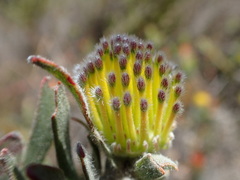 Leucospermum gracile