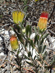 Leucospermum gracile