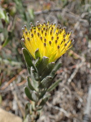 Leucospermum gracile
