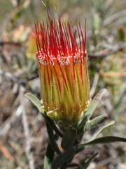Leucospermum gracile