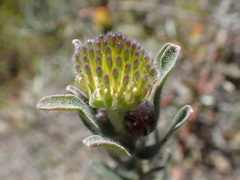 Leucospermum gracile