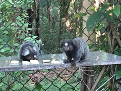 Callithrix jacchus × penicillata