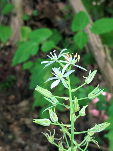 Image of Ornithogalum sphaerocarpum by (c) Denys Vynokurov, some rights reserved (CC BY)