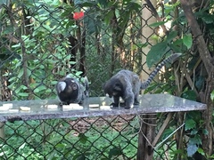 Callithrix jacchus × penicillata