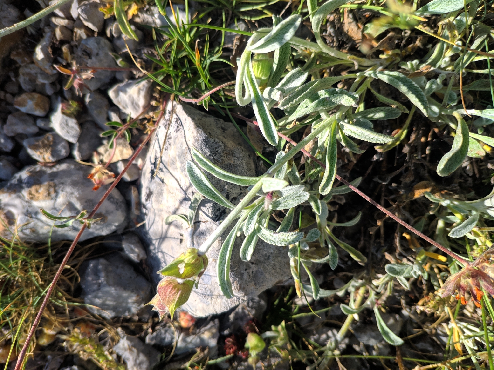Mountain Tea (Sideritis scardica)