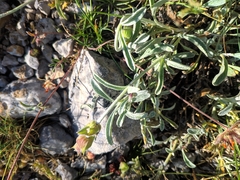 Mountain Tea (Sideritis scardica)