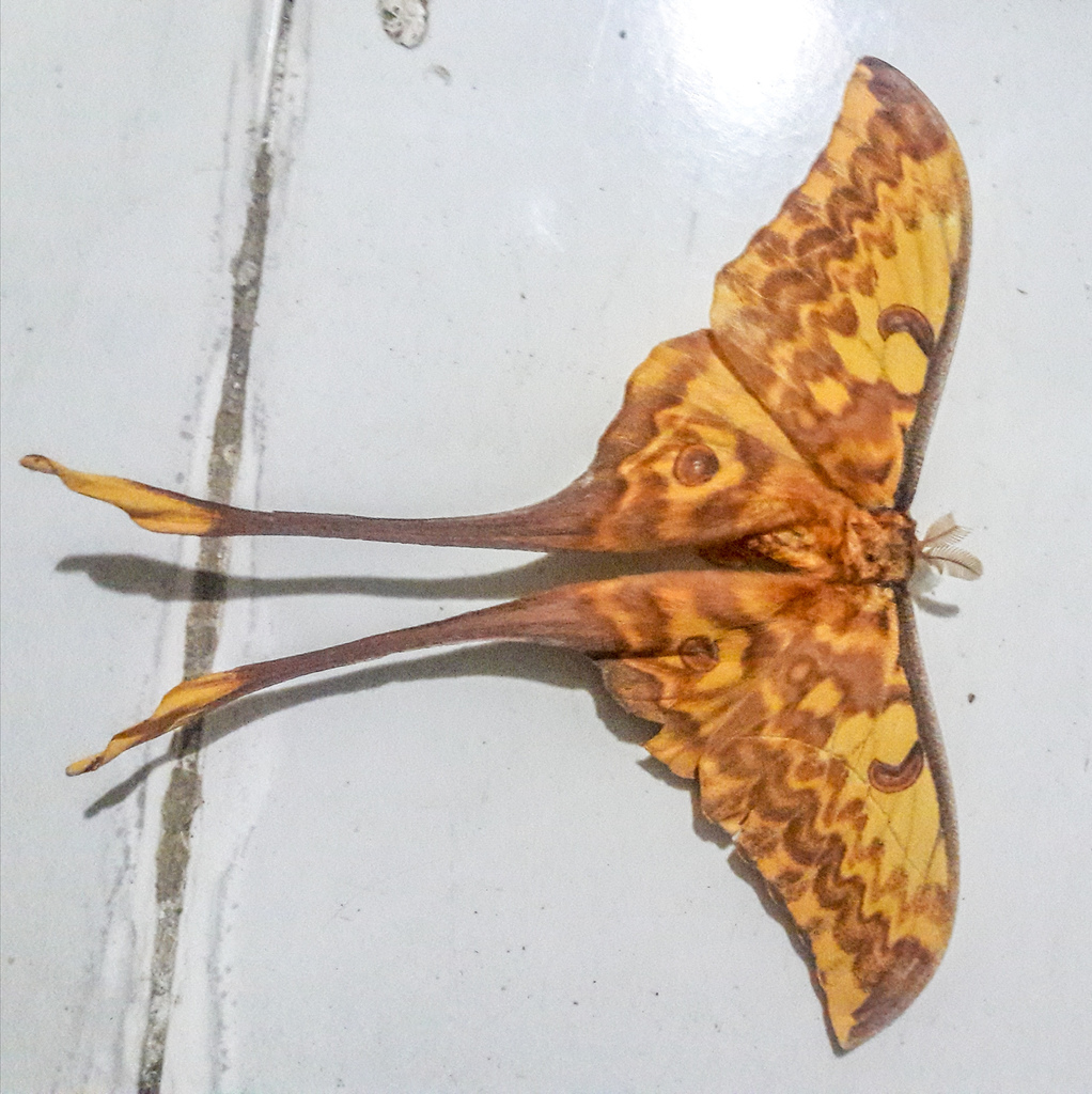 Actias groenendaeli
