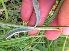 Sideritis scardica, photograph (c) Denys Vynokurov, some rights reserved (CC BY)