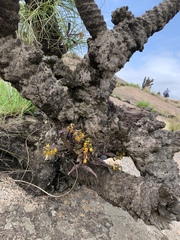 Polystachya ngomensis