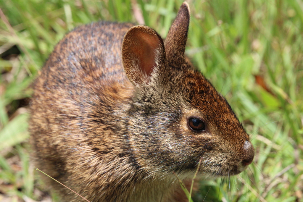 Marsh Rabbit from Sunrise, FL, USA on May 14, 2023 at 12:43 PM by ...