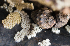 Purpura bufo