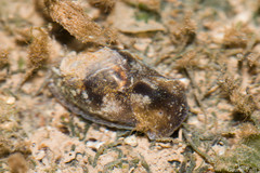 Smaragdinella sieboldi