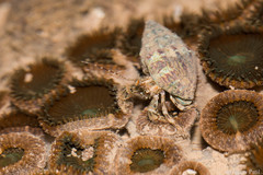 Pseudopaguristes monoporus