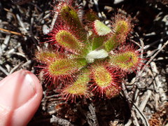 Drosera esterhuyseniae