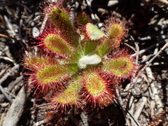 Drosera esterhuyseniae