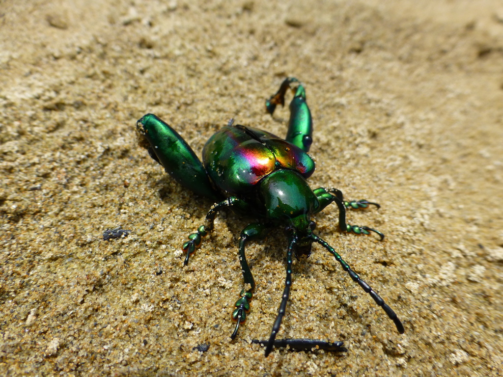 Sagra buqueti