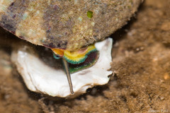 Trochus radiatus
