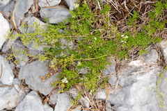Galium lucidum