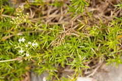 Galium lucidum