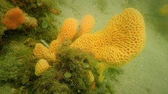 Holopsamma laminaefavosa