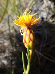 Pteronia tenuifolia