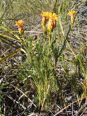 Pteronia tenuifolia