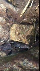 Quasipaa exilispinosa