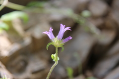 Campanula lingulata