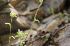 Campanula lingulata