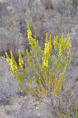Erica parilis