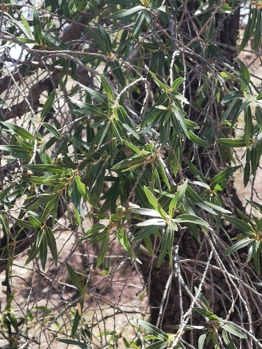 Sonoran oak (Quercus viminea)