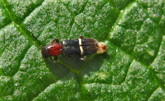 Paratillus carus