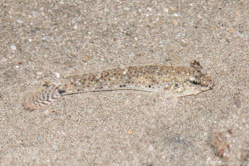 Indo-Pacific tropical sand goby (Favonigobius reichei) — Gobiidae