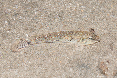Favonigobius reichei