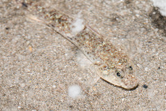 Favonigobius reichei