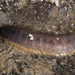 Paralepidonotus ampulliferus - Photo (c) Gaurav Patil, μερικά δικαιώματα διατηρούνται (CC BY-NC), uploaded by Gaurav Patil