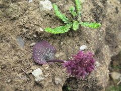 Ledebouria sandersonii