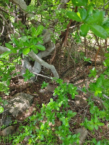 Bursera trimera Bullock