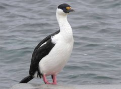 Leucocarbo bransfieldensis